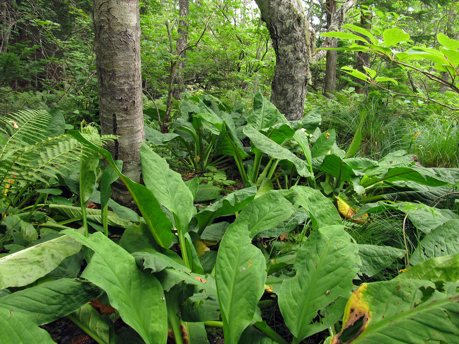 Остров Кунашир, image of landscape/habitat.