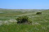 Караларская степь, image of landscape/habitat.