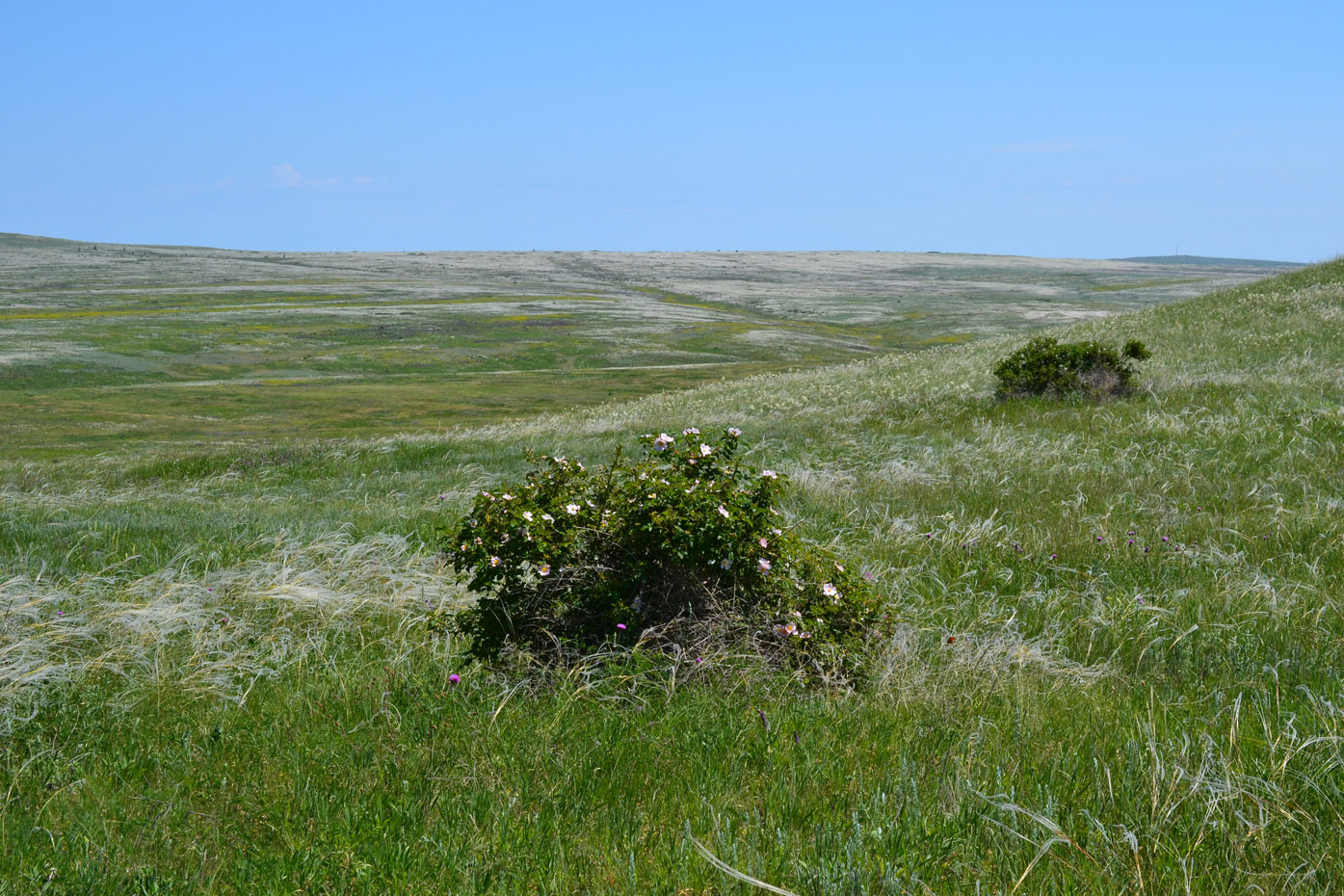 Караларская степь, изображение ландшафта.