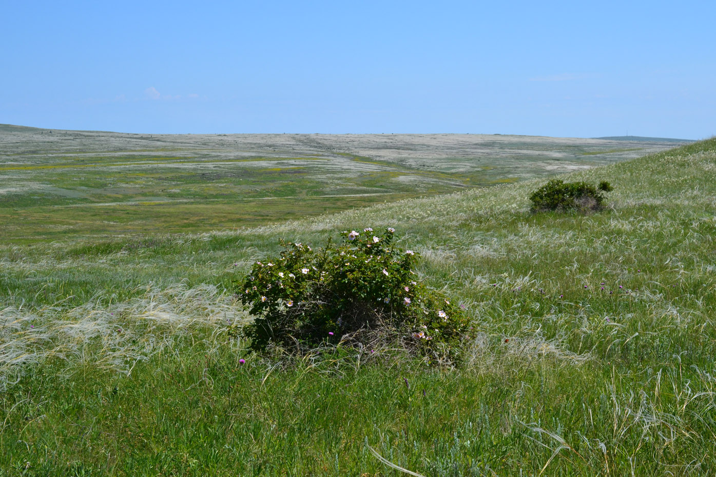 Караларская степь, image of landscape/habitat.