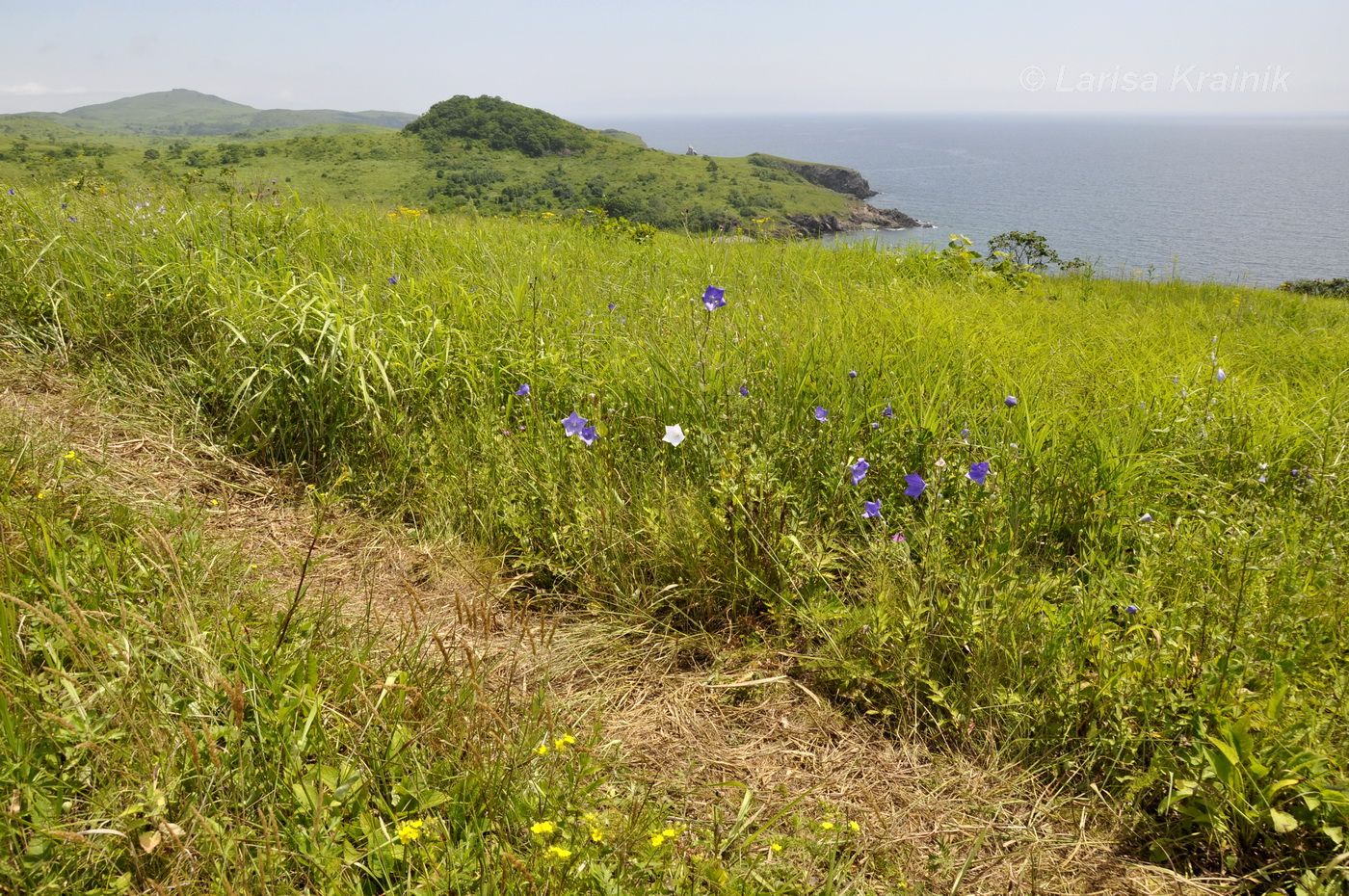 Полуостров Краббе, image of landscape/habitat.