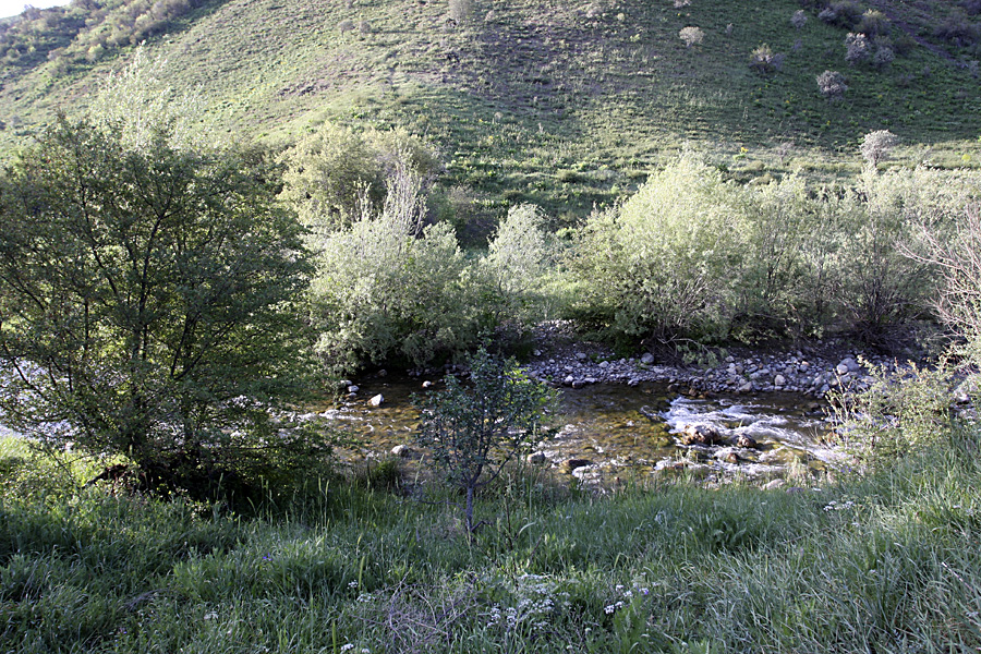 Ущелье Кокбулак, image of landscape/habitat.