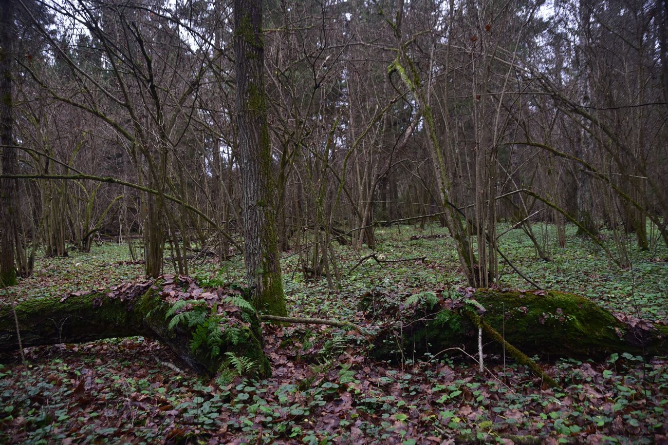 Смолкина поляна, image of landscape/habitat.