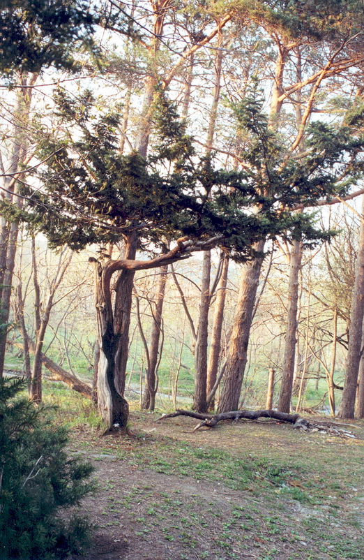 Южно-Сахалинск, image of landscape/habitat.