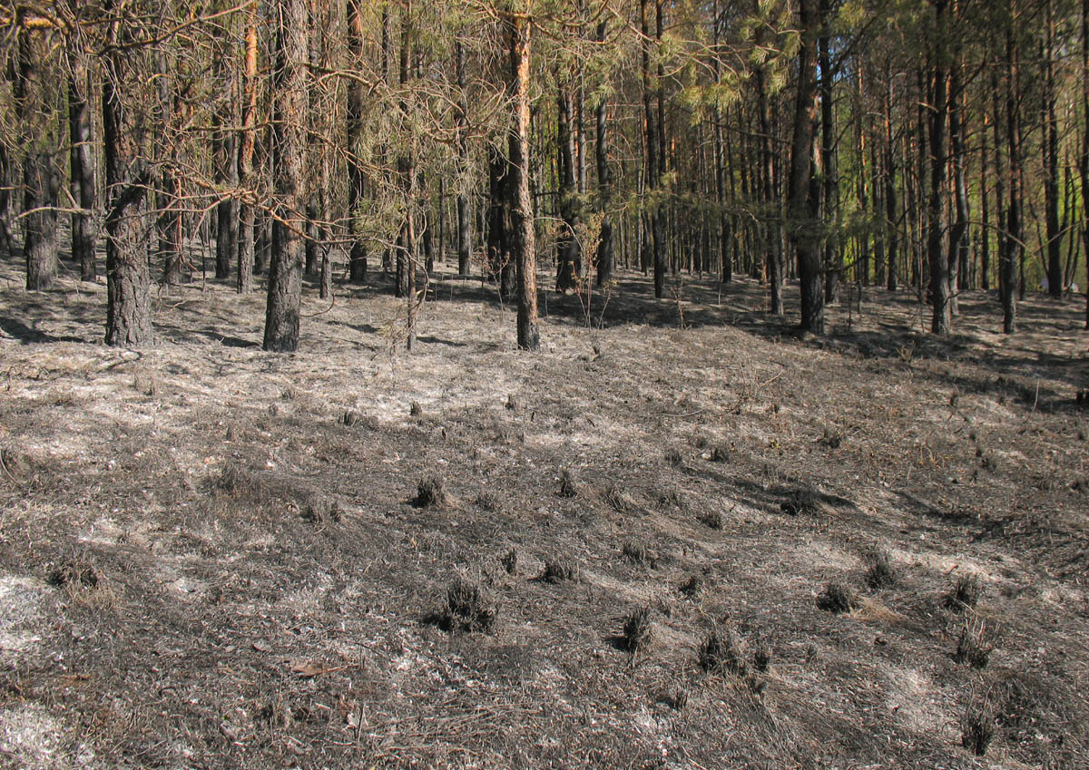 Горелый лес, image of landscape/habitat.