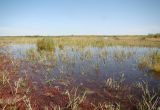 Байконур, image of landscape/habitat.