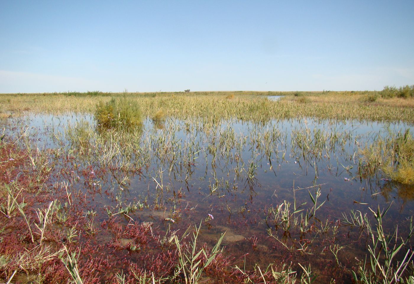 Байконур, image of landscape/habitat.