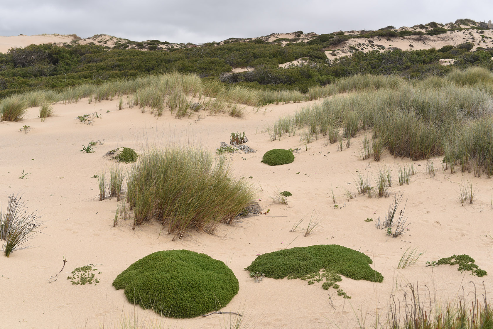 Duna da Cresmina, image of landscape/habitat.