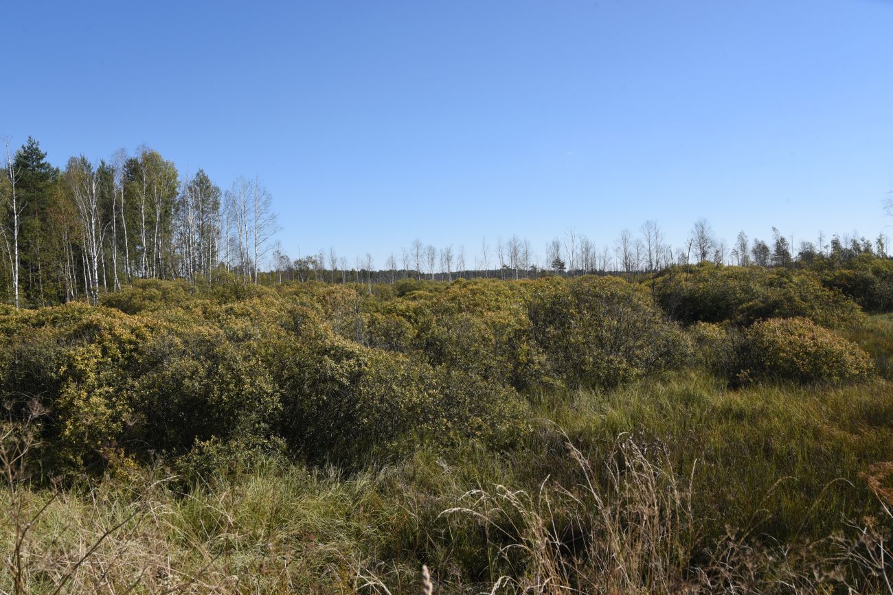 Малое Игнатовское болото, изображение ландшафта.