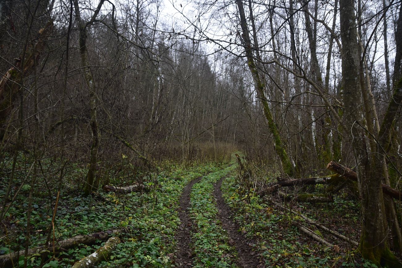 Смолкина поляна, image of landscape/habitat.
