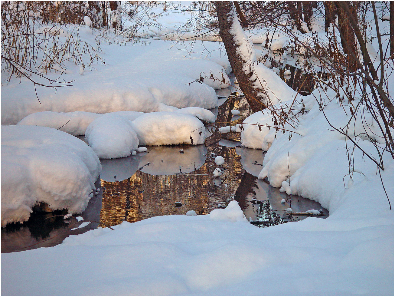 Кузьминский лесопарк, image of landscape/habitat.