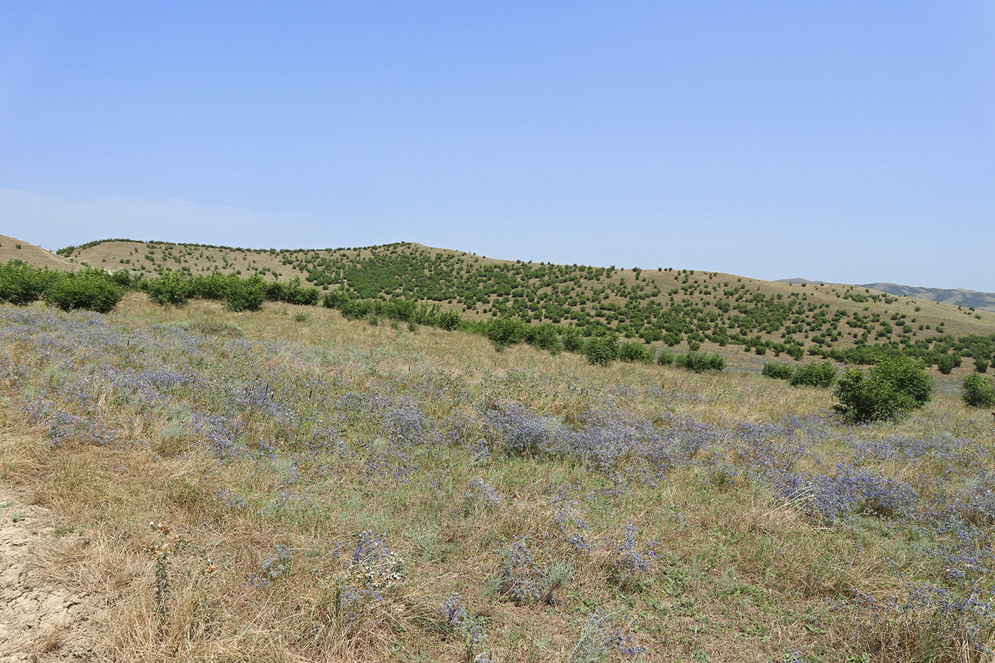Башлыкент, image of landscape/habitat.