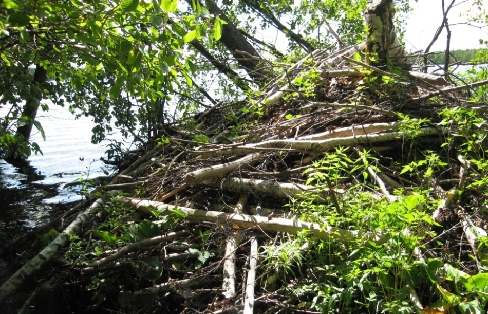 Окрестности озера Половчиновское, image of landscape/habitat.