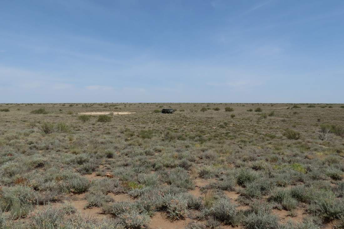 Пески близ бугра Жаксыбулак, image of landscape/habitat.
