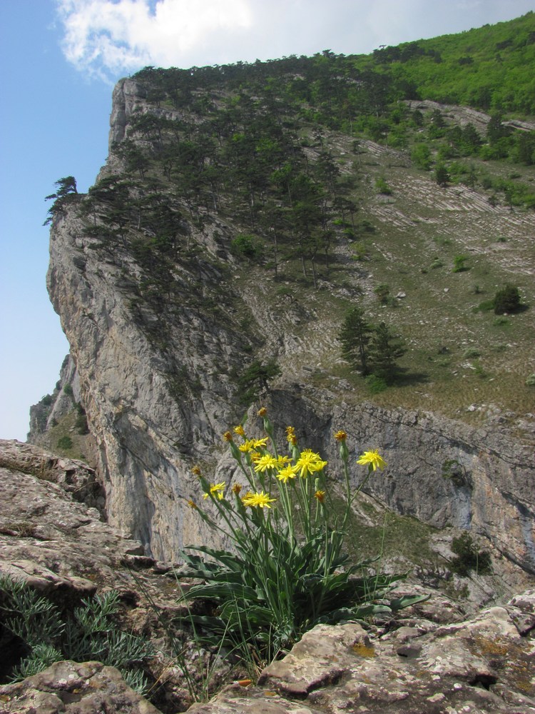 Ай-Петринская яйла, изображение ландшафта.