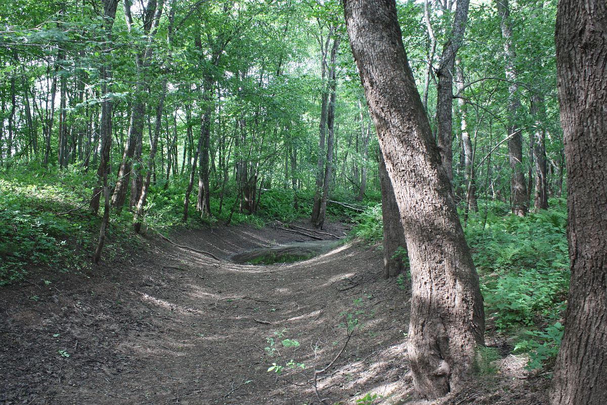 Пойма Луги у дер. Кемка, image of landscape/habitat.