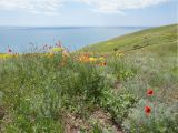 Железный Рог, image of landscape/habitat.