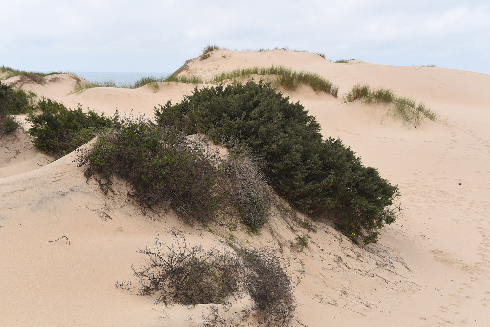 Duna da Cresmina, image of landscape/habitat.