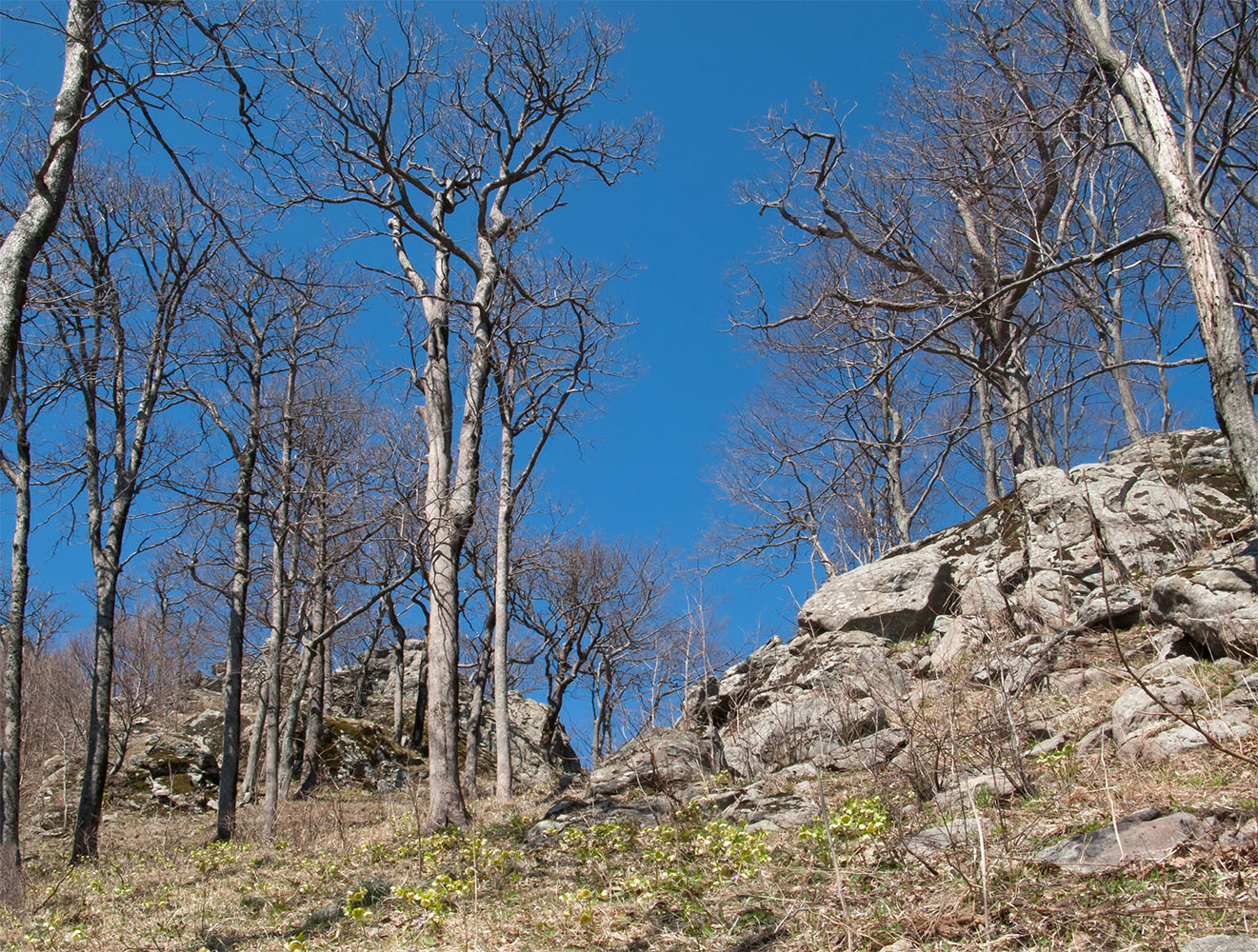 Гора Индюк, image of landscape/habitat.