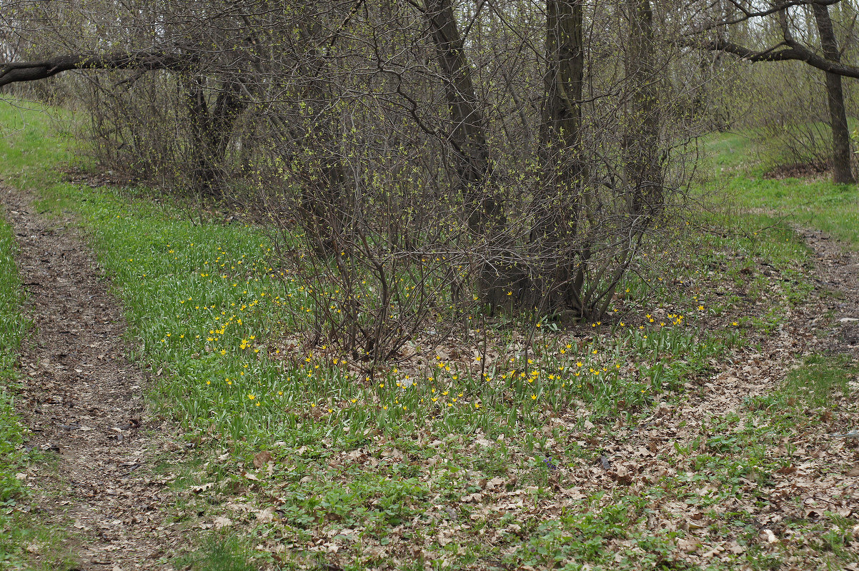 Балка Бирючья, image of landscape/habitat.