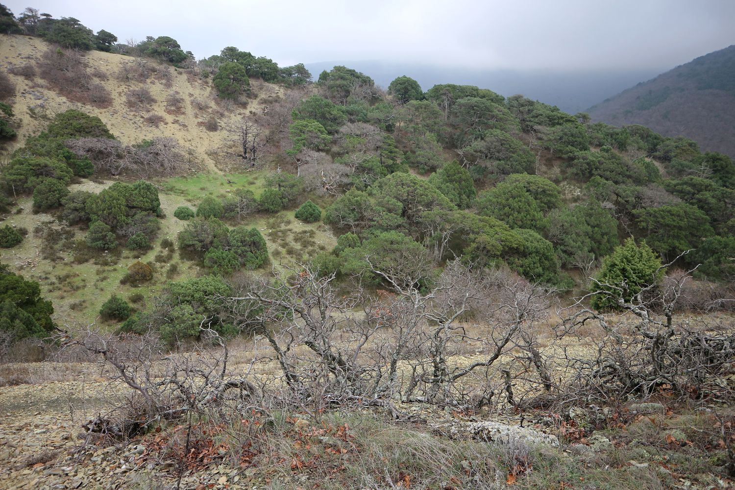 Большой Утриш, гора Солдатская, image of landscape/habitat.