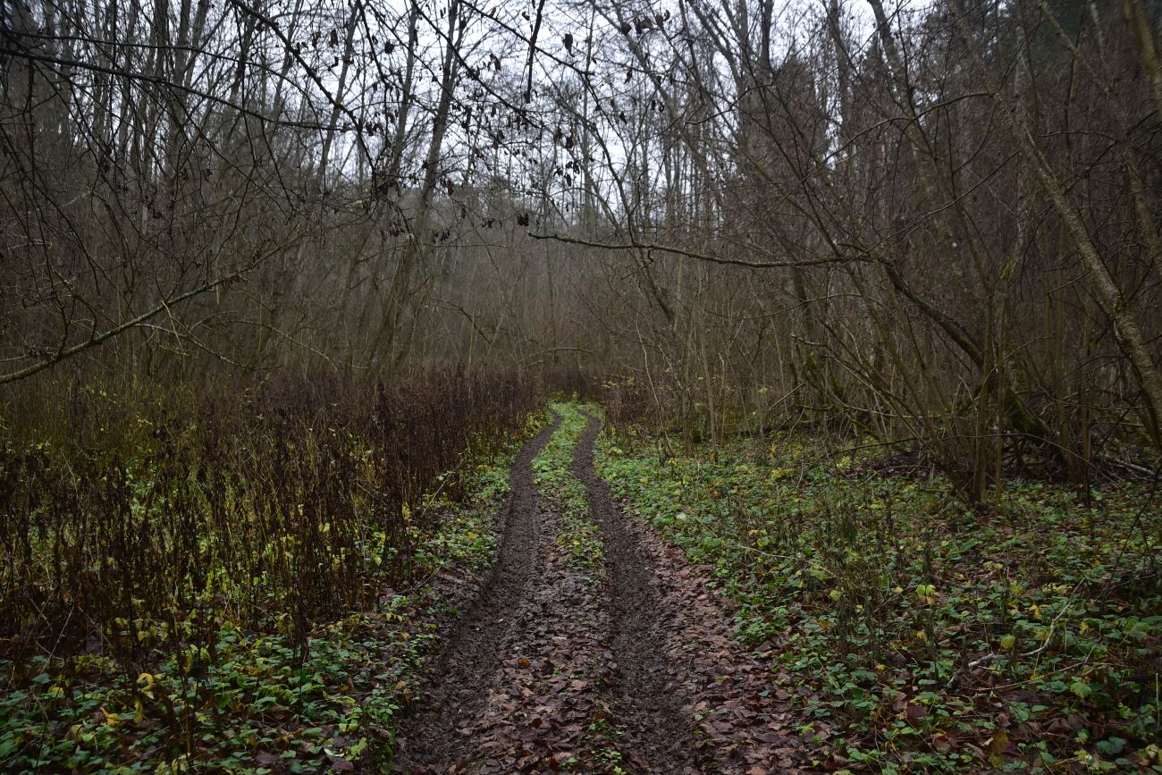 Смолкина поляна, image of landscape/habitat.