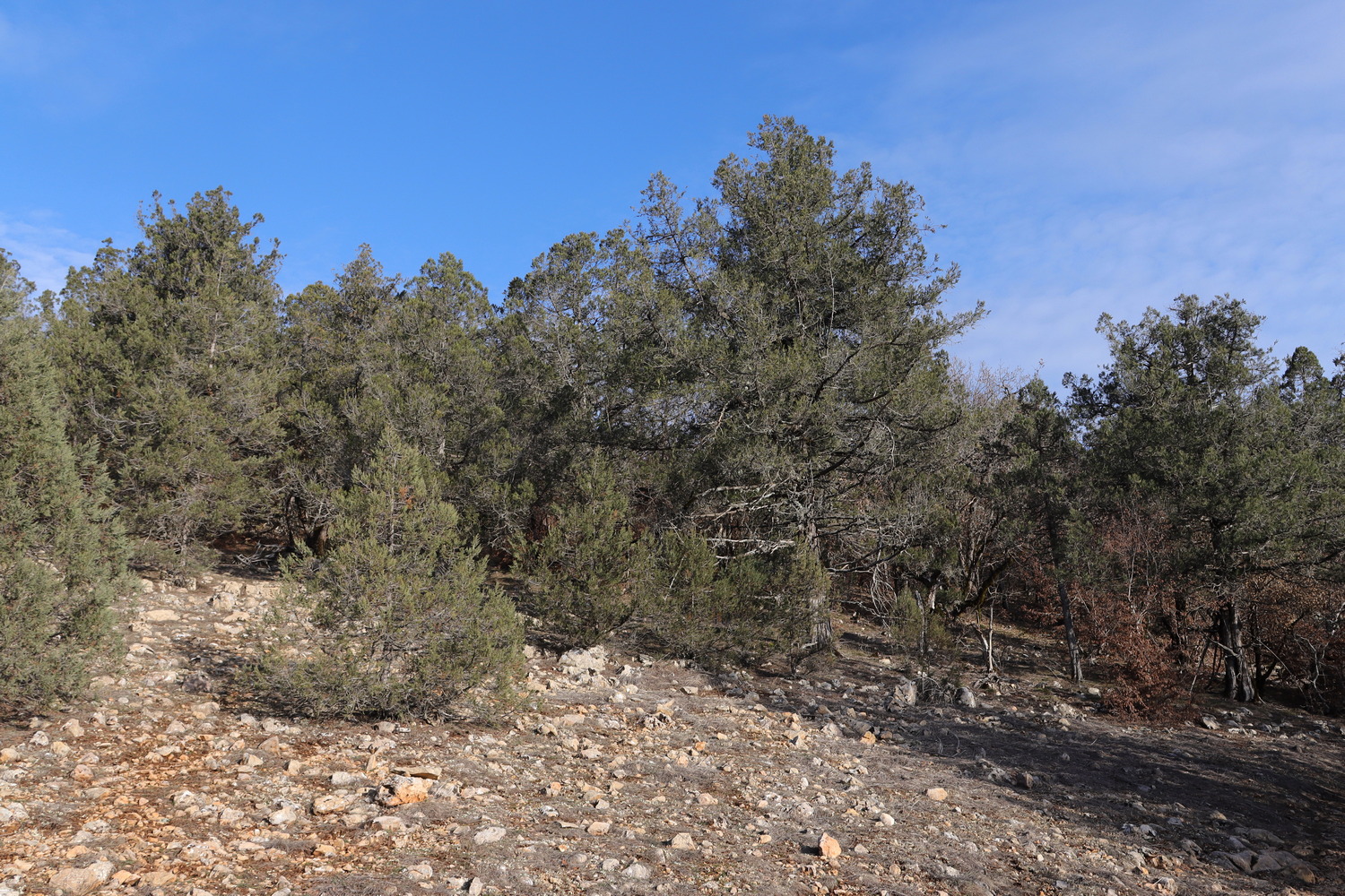 Байдарская долина, image of landscape/habitat.