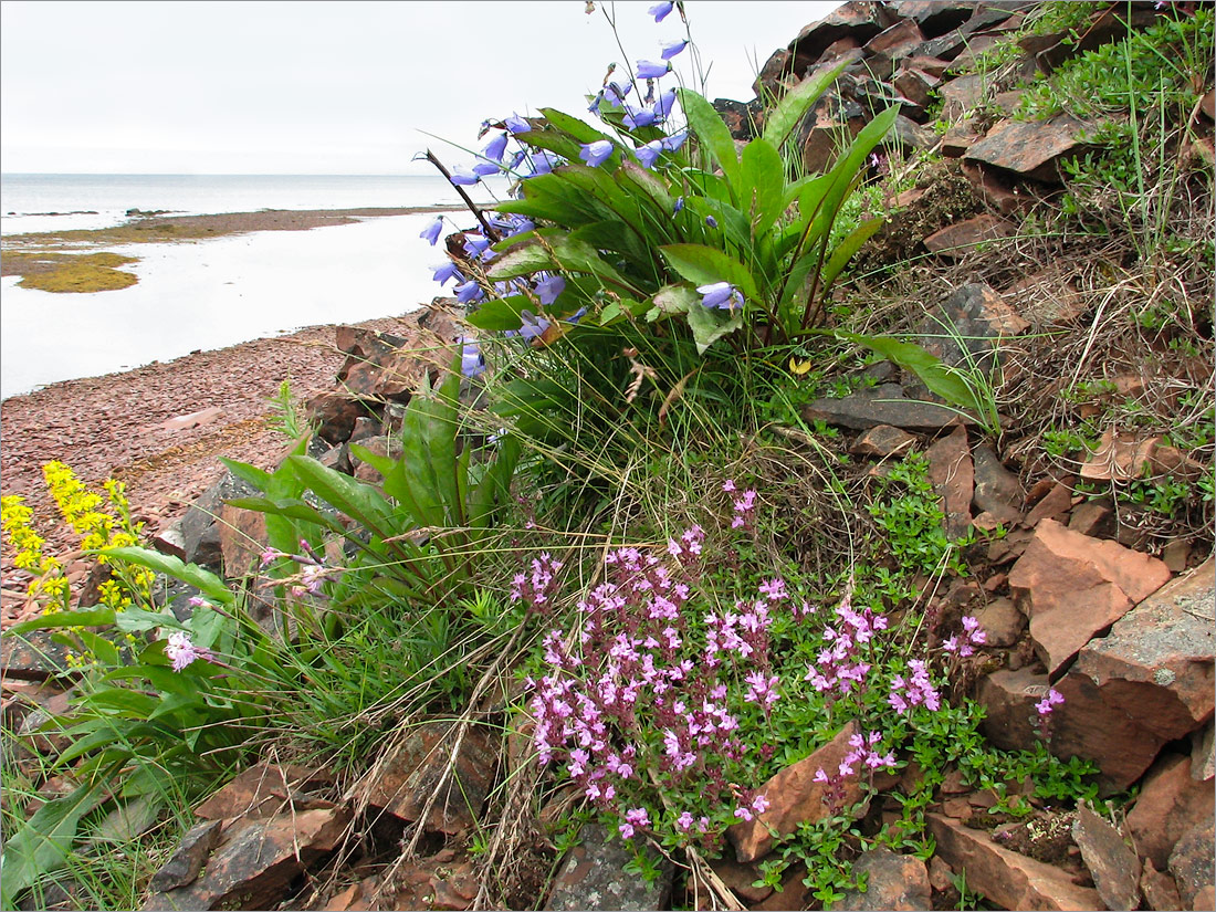 Аметистовый берег, image of landscape/habitat.