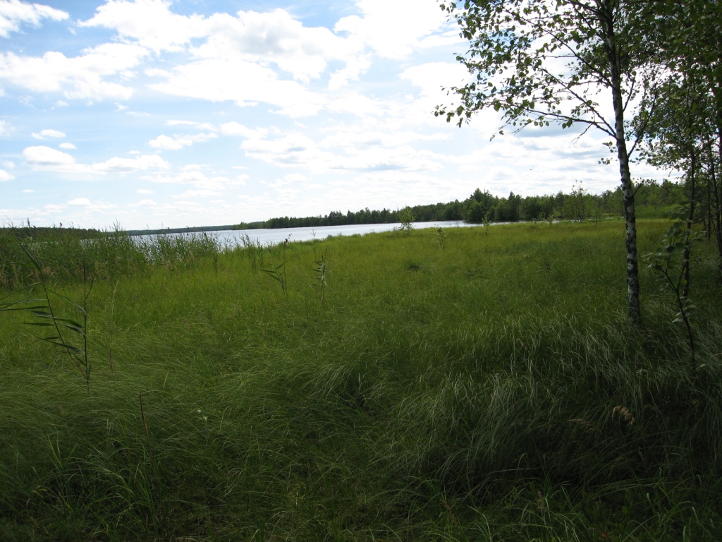 Окрестности озера Половчиновское, image of landscape/habitat.