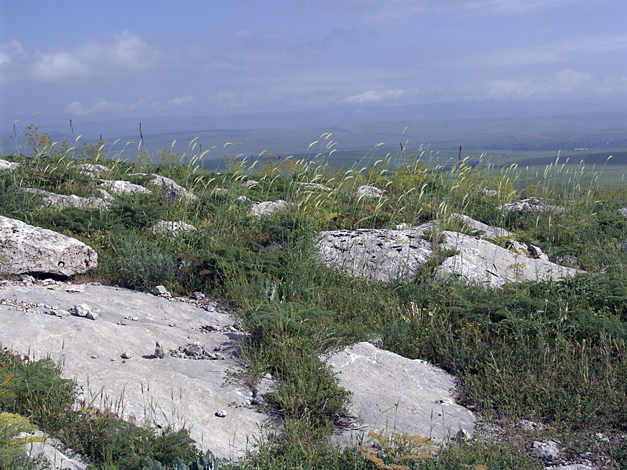 Горы Каракус, image of landscape/habitat.