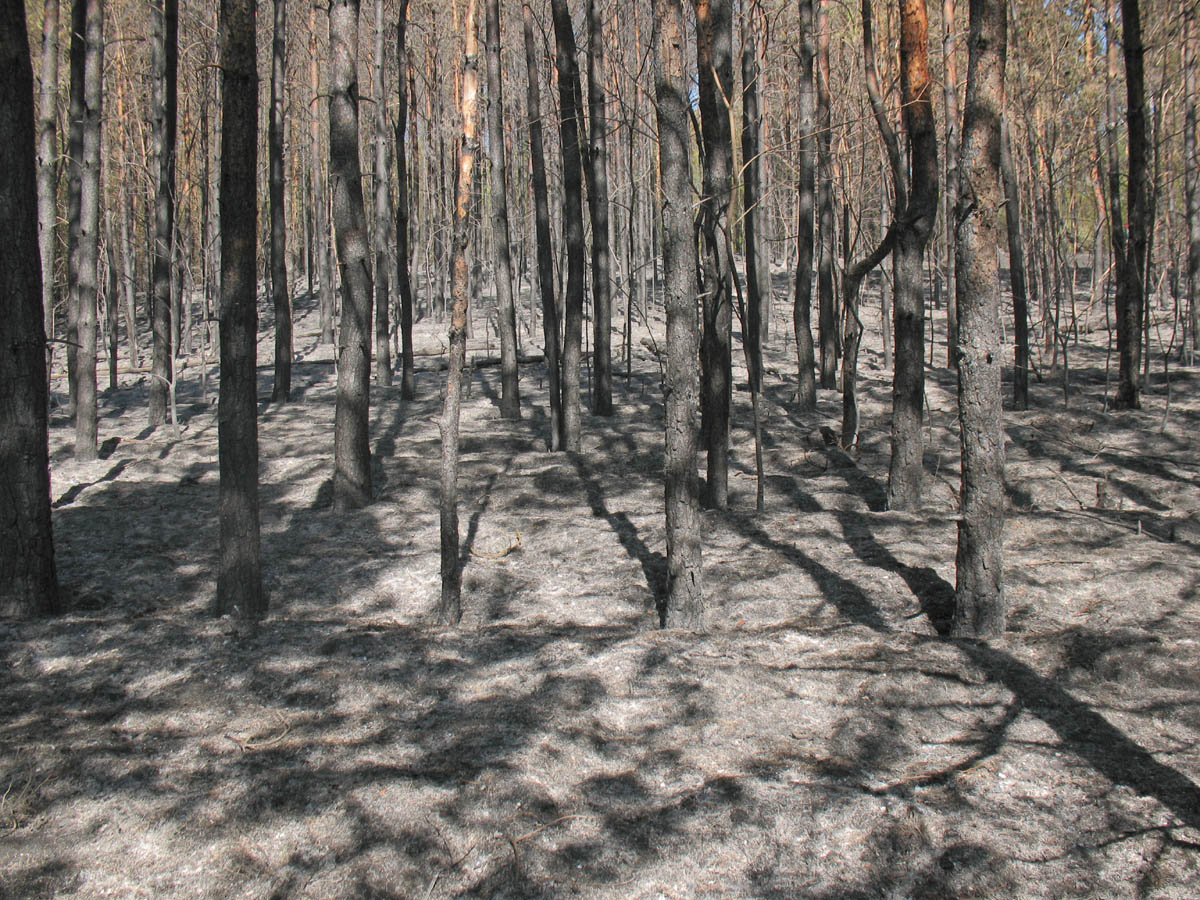 Горелый лес, image of landscape/habitat.