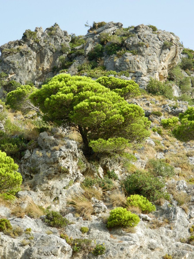 Касарес (Casares), image of landscape/habitat.