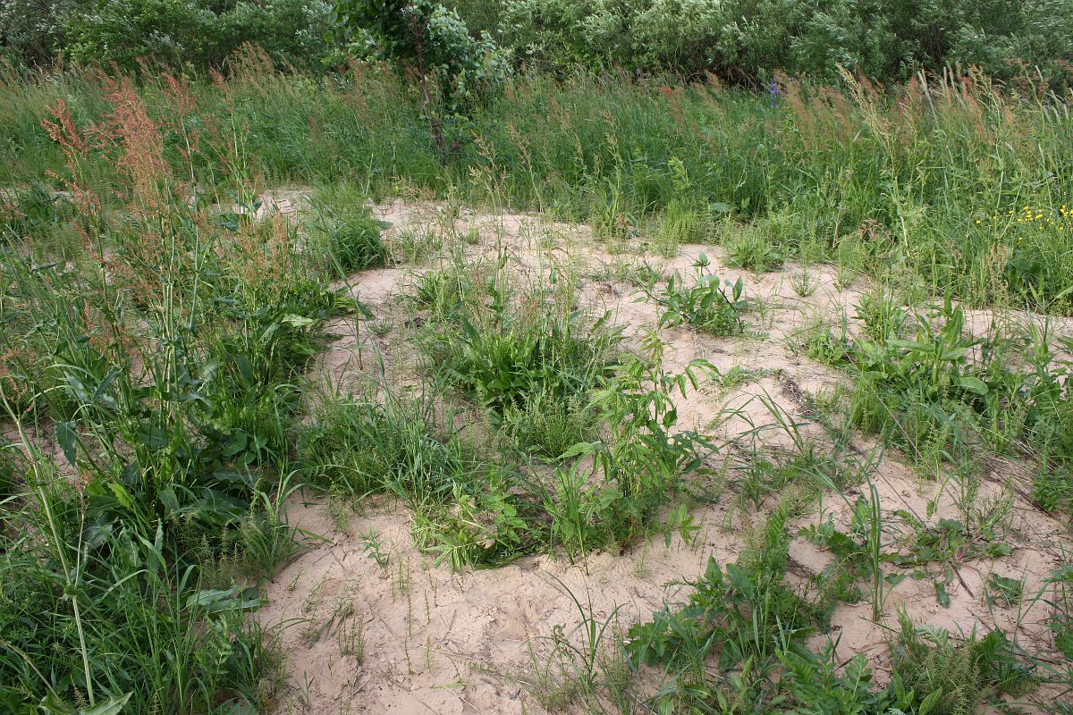 Пойма Луги у дер. Кемка, image of landscape/habitat.