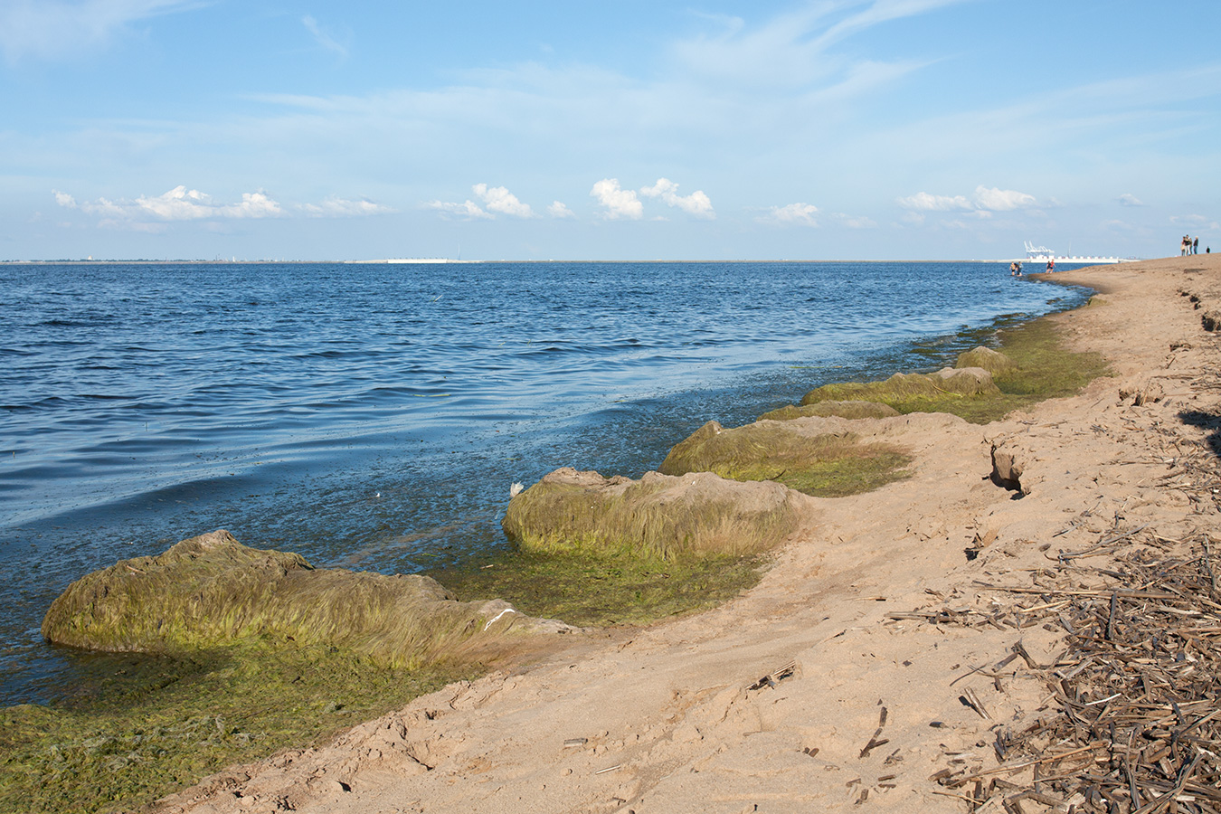 Большая Ижора, image of landscape/habitat.