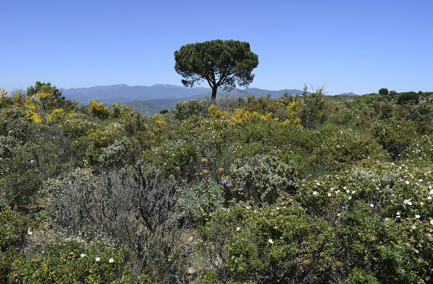 Природный парк "Кап-де-Креус", image of landscape/habitat.