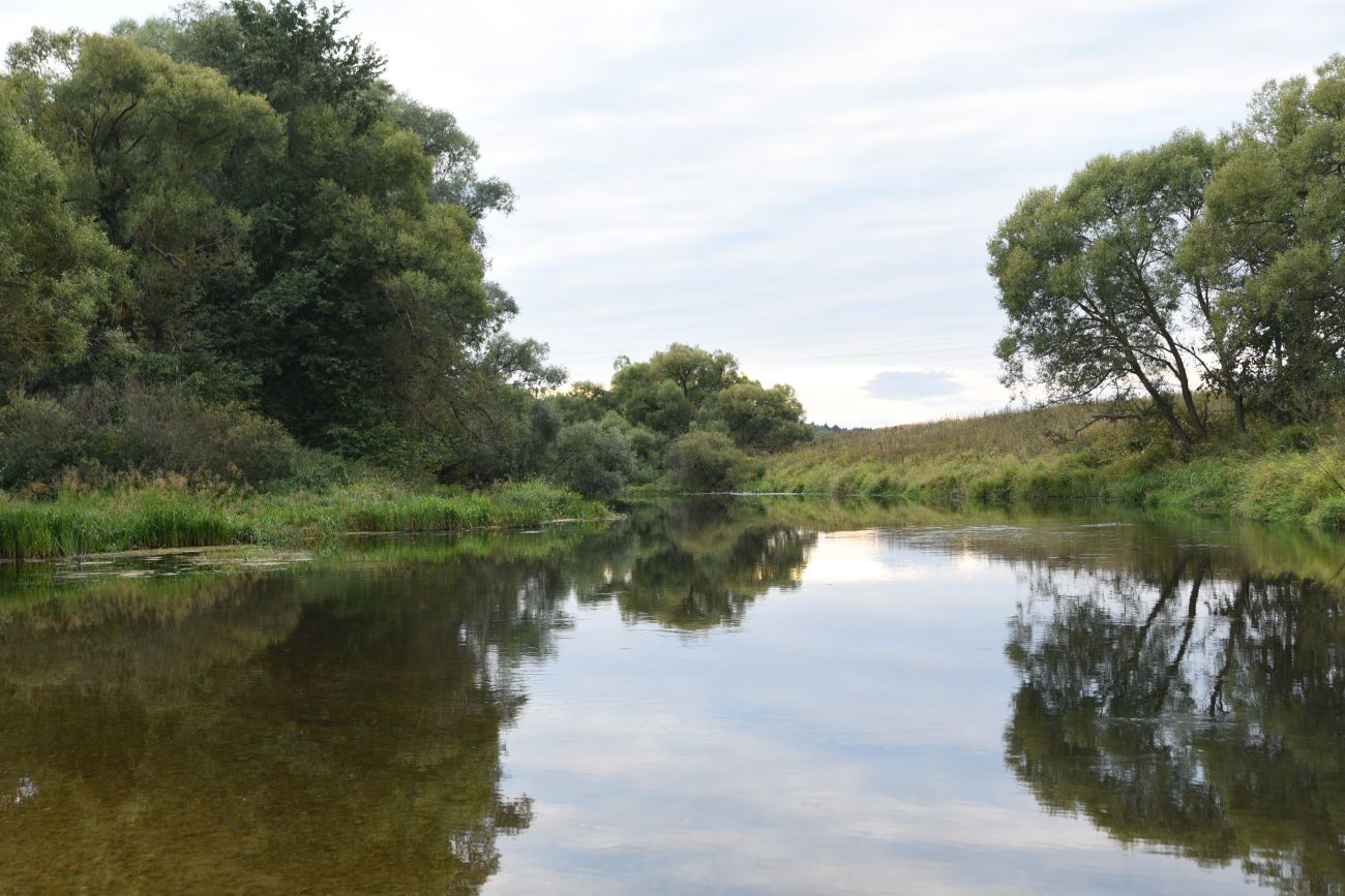 Окрестности деревни Бердовка, image of landscape/habitat.