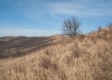 Урочище Солдатский Бугор, image of landscape/habitat.