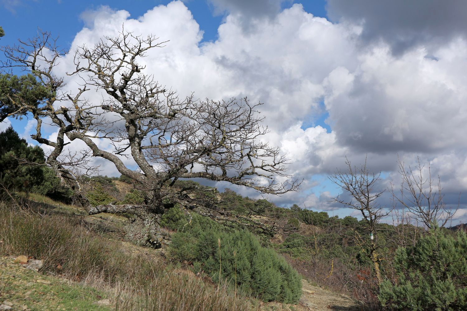 Большой Утриш, гора Солдатская, image of landscape/habitat.