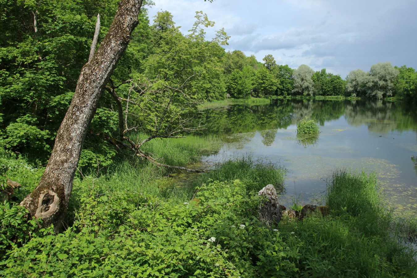 Гостилицы, image of landscape/habitat.