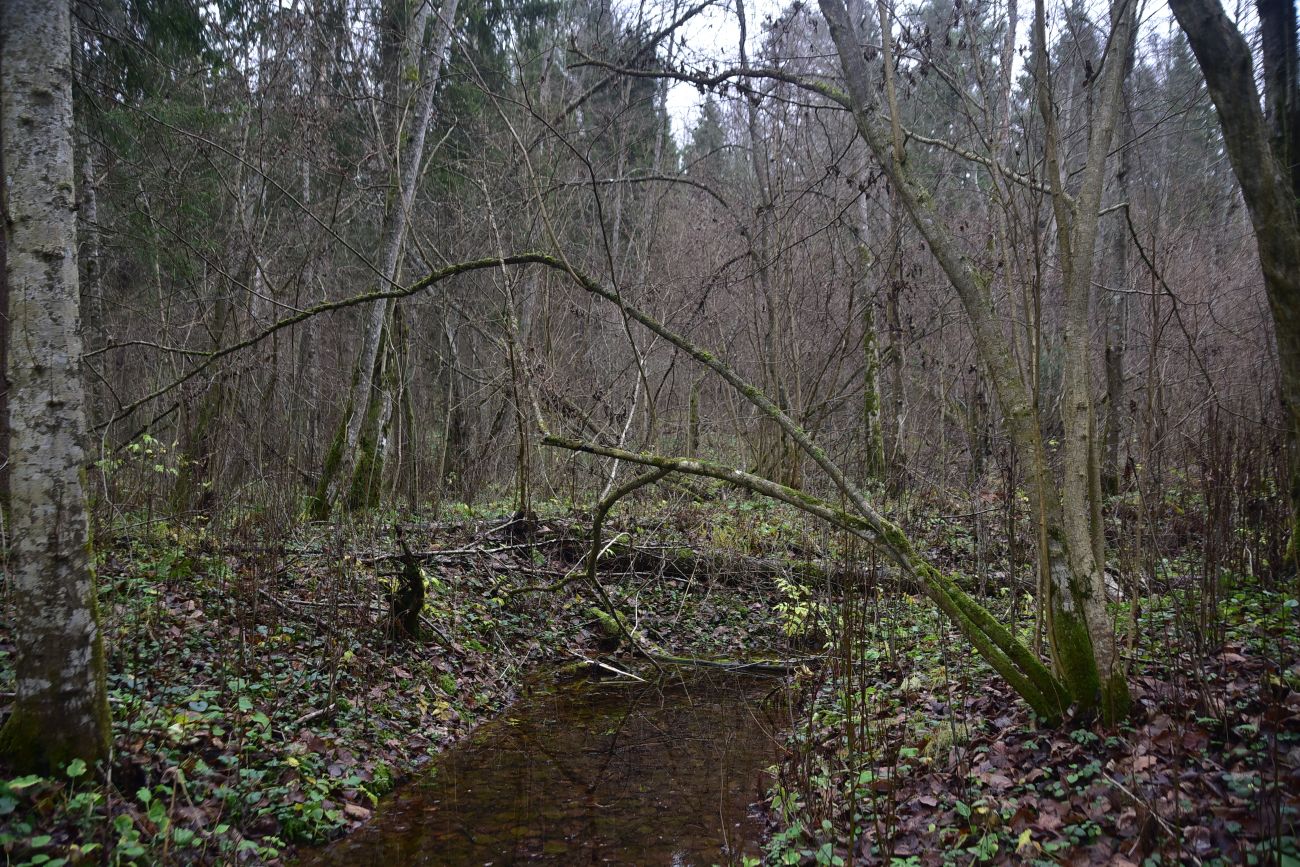 Смолкина поляна, image of landscape/habitat.