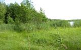 Окрестности озера Половчиновское, image of landscape/habitat.