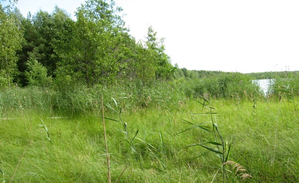 Окрестности озера Половчиновское, image of landscape/habitat.