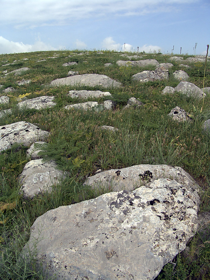 Горы Каракус, image of landscape/habitat.