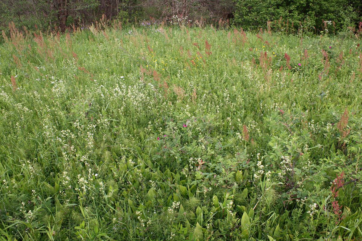 Пойма Луги у дер. Кемка, image of landscape/habitat.