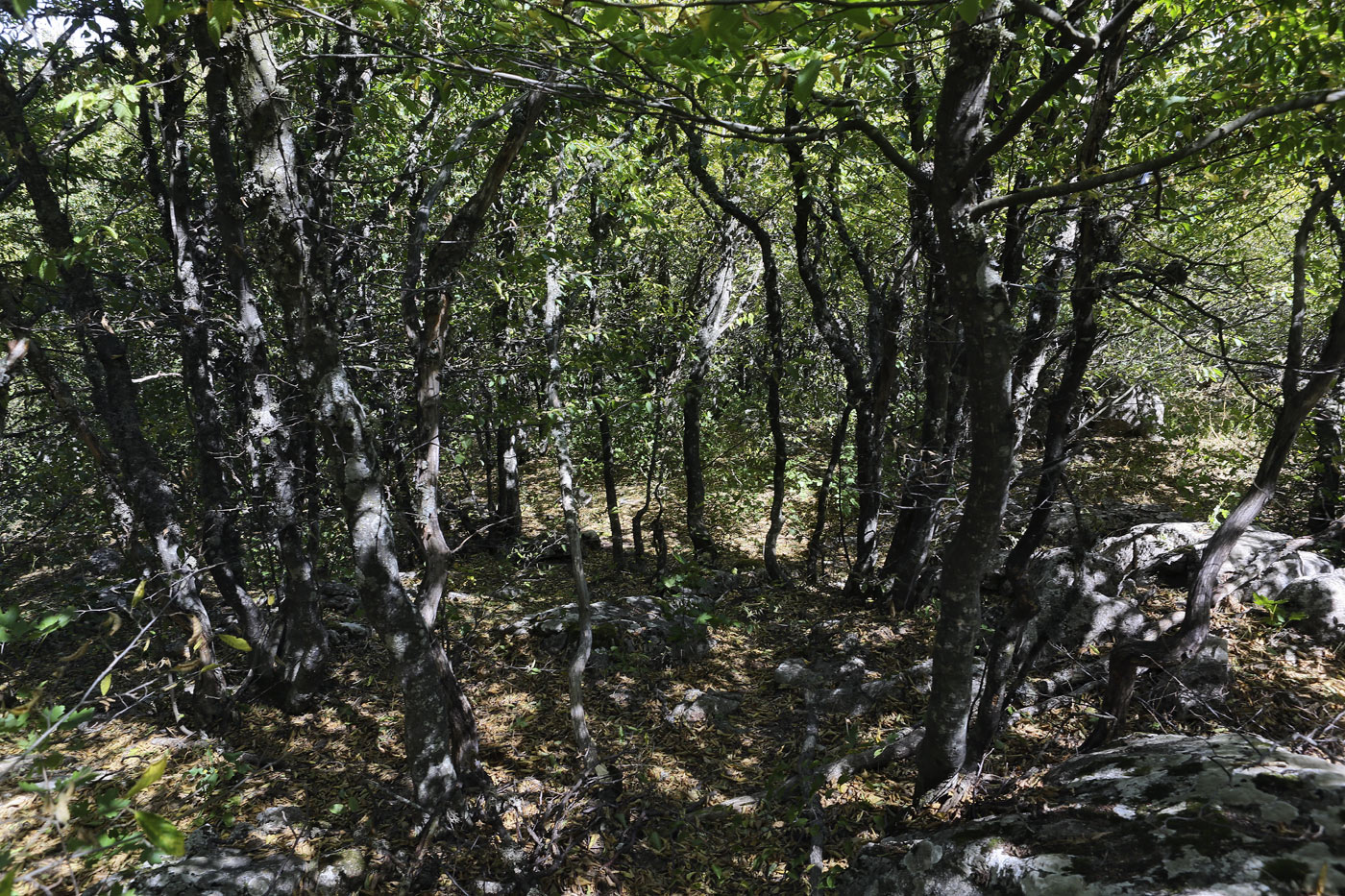 Ай-Петринская яйла, image of landscape/habitat.