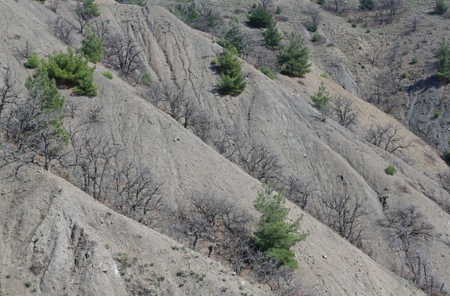 Чабан-Куле, image of landscape/habitat.