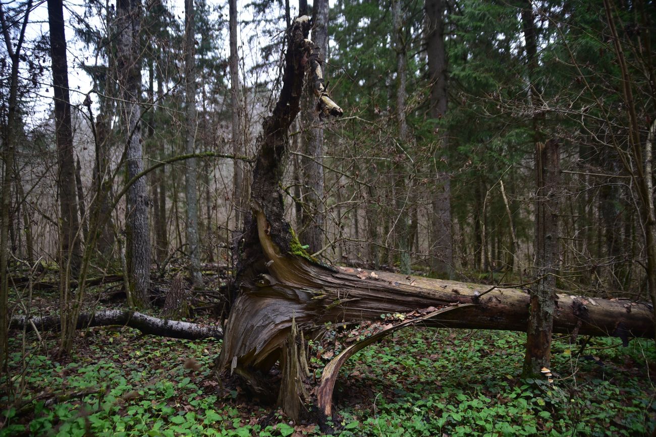 Смолкина поляна, image of landscape/habitat.