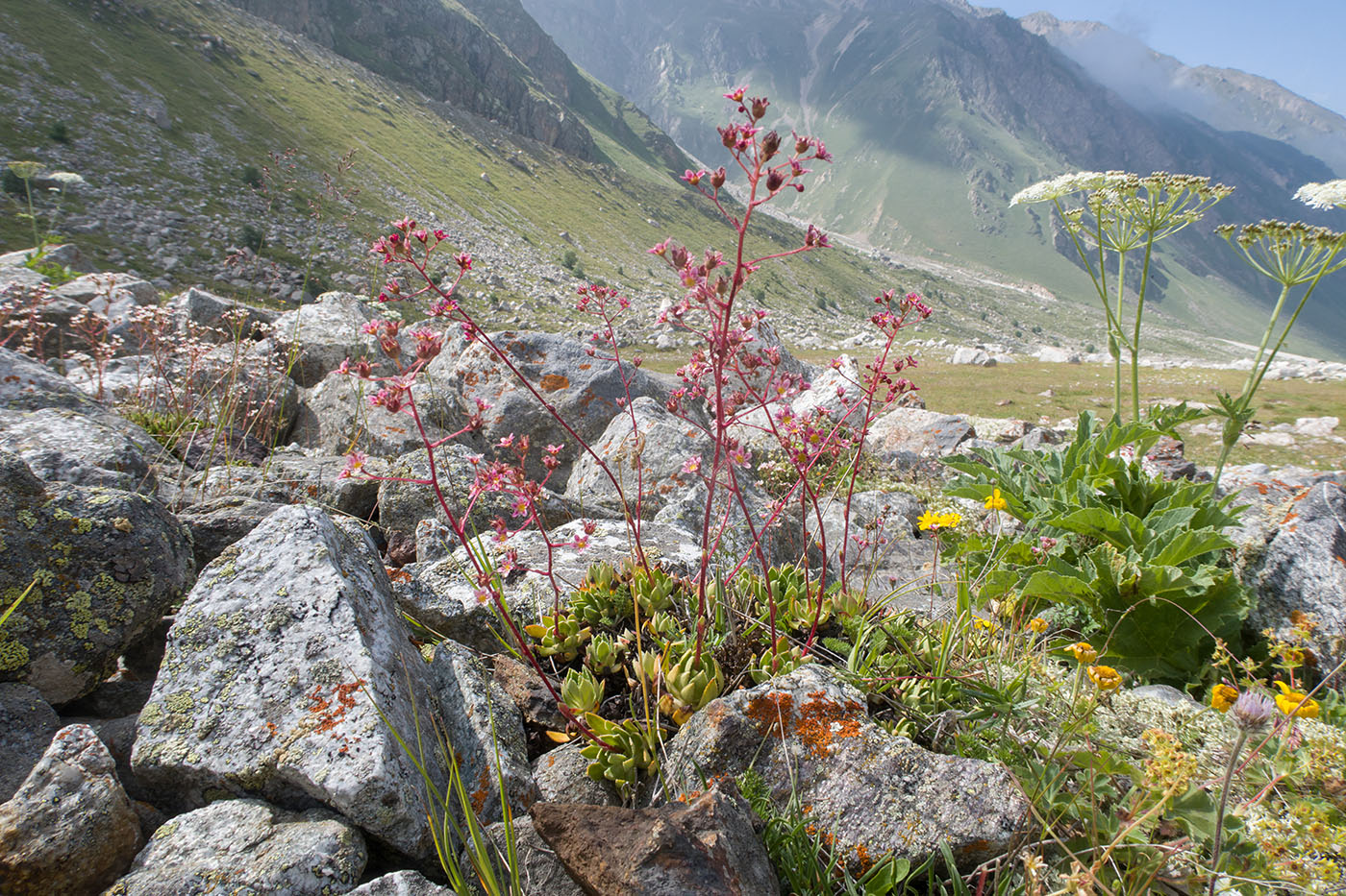 Ледник Нахашбита (Псыгансу), image of landscape/habitat.