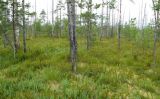 Image of landscape