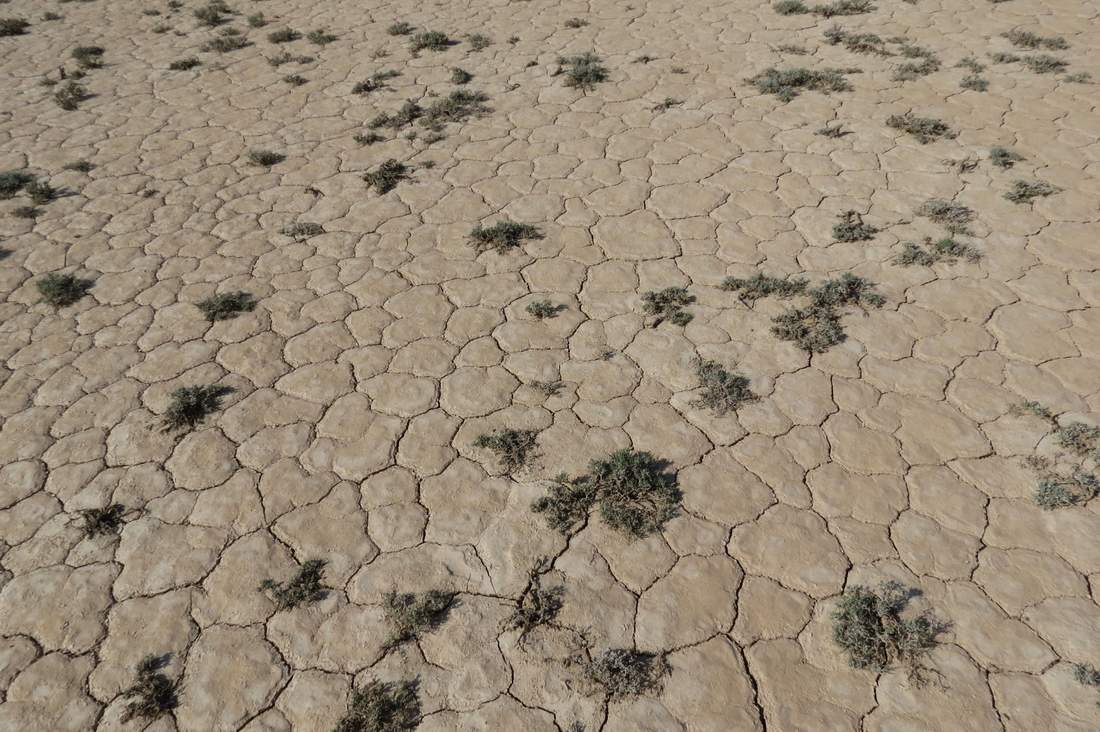 Пески близ бугра Жаксыбулак, image of landscape/habitat.